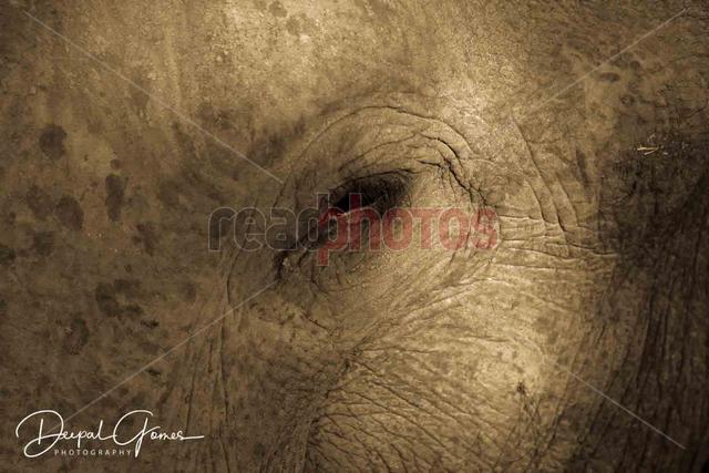 Elephant eye - Read Photos