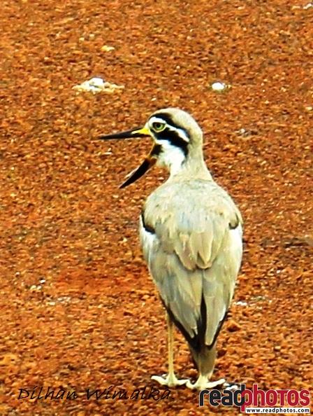 Shouting bird, Sri Lanka - Read Photos