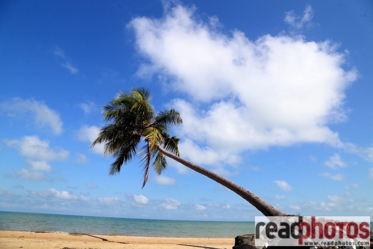 Coconut Tree by the beach - Read Photos