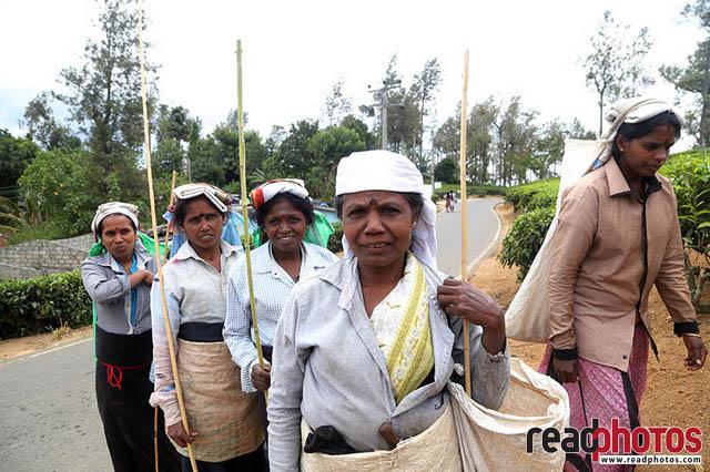 Upcountry tea pluckers Sri Lanka 13 - Read Photos