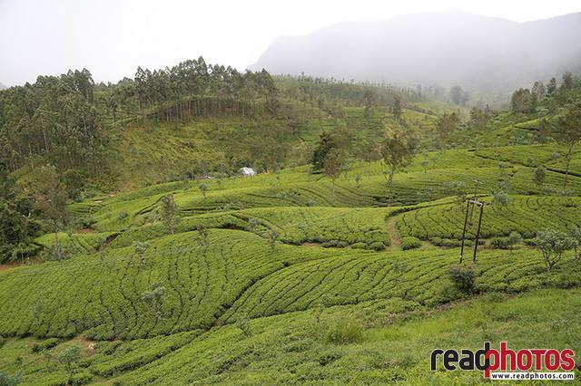 Tea estates Sri Lanka - Read Photos