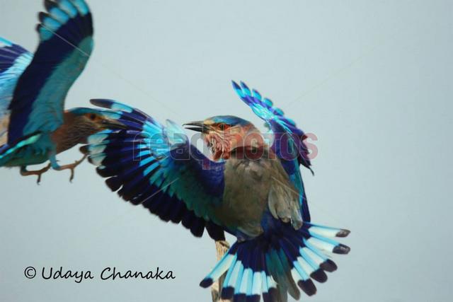 Rare birds (2), Sri Lanka - Read Photos